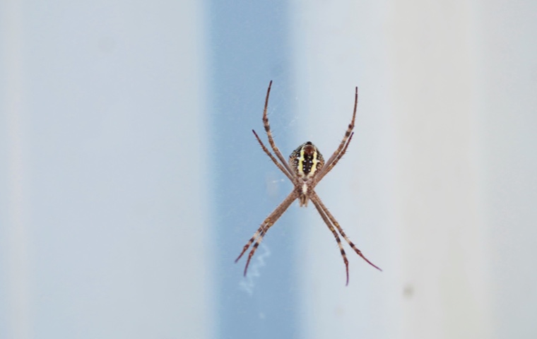 /34-diespinnen/P1010543-dsqz.jpg