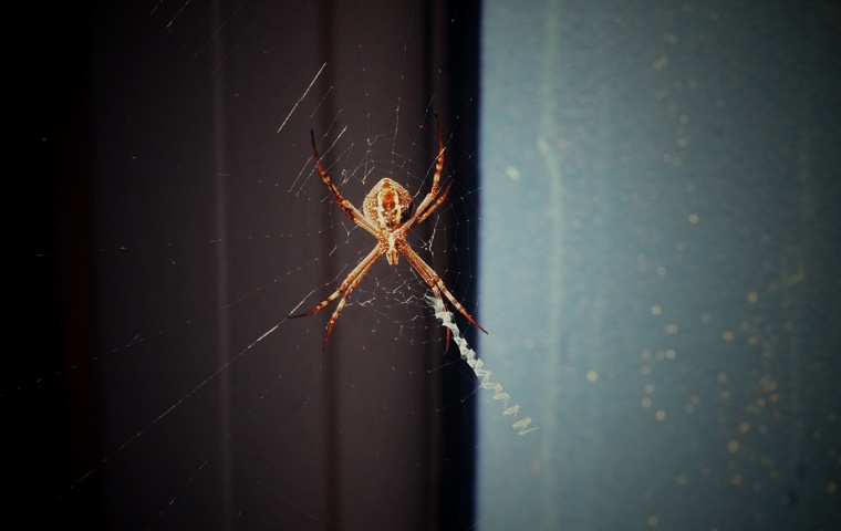 /34-diespinnen/spinne1.jpg