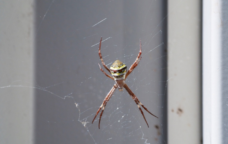 /34-diespinnen/spinne2.jpg