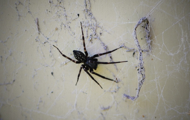 /34-diespinnen/spinne3.jpg