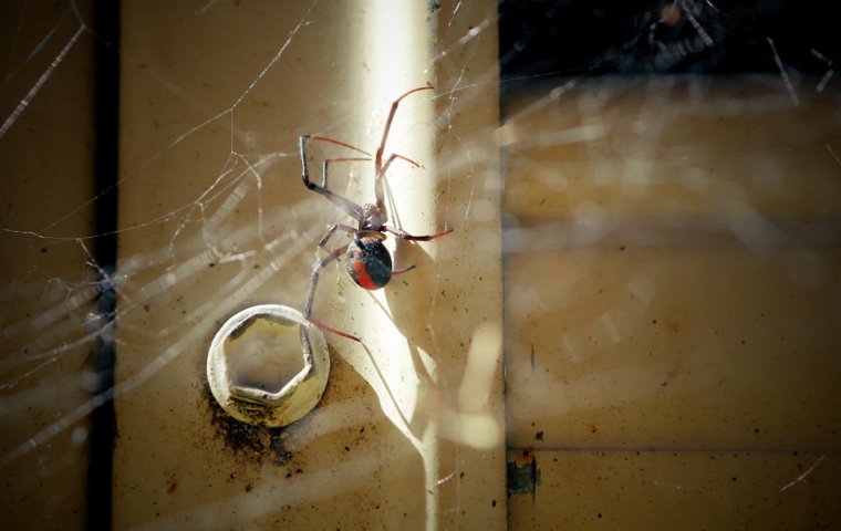 /34-diespinnen/spinne4.jpg