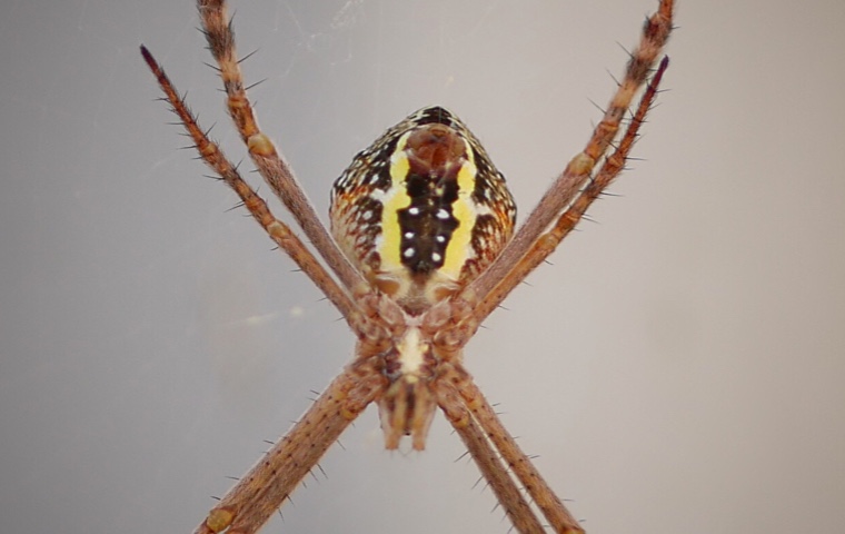 /34-diespinnen/spinne6.jpg